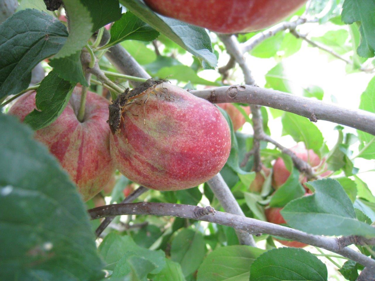 Cimice asiatica in un frutteto (foto Ersa)