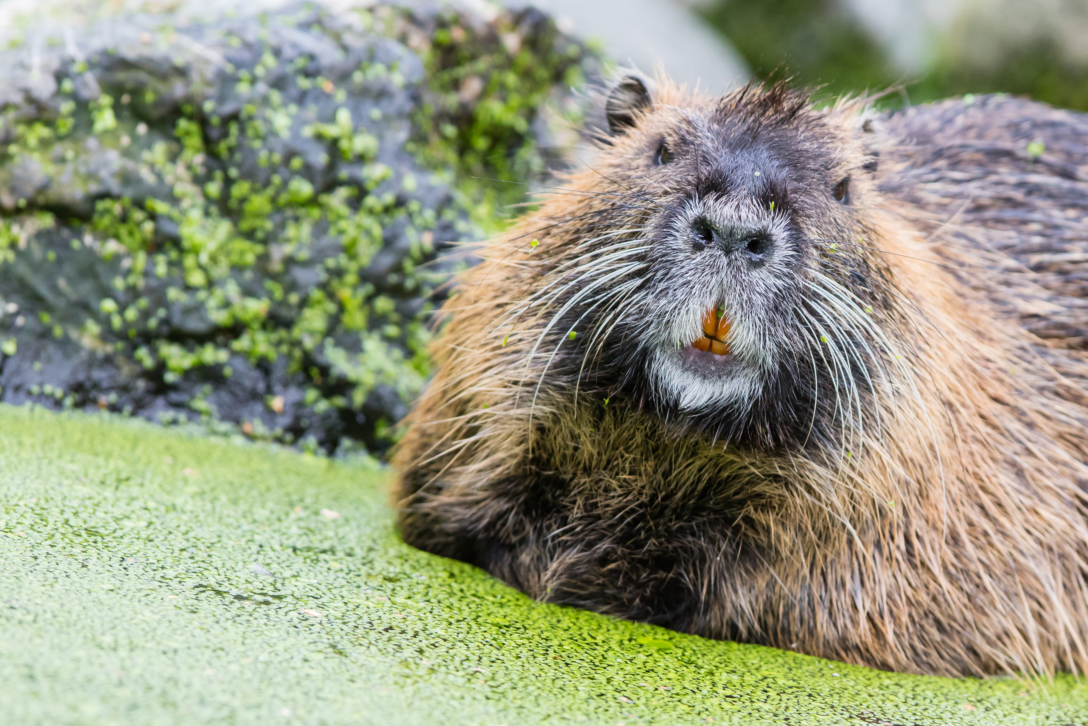 Nutria