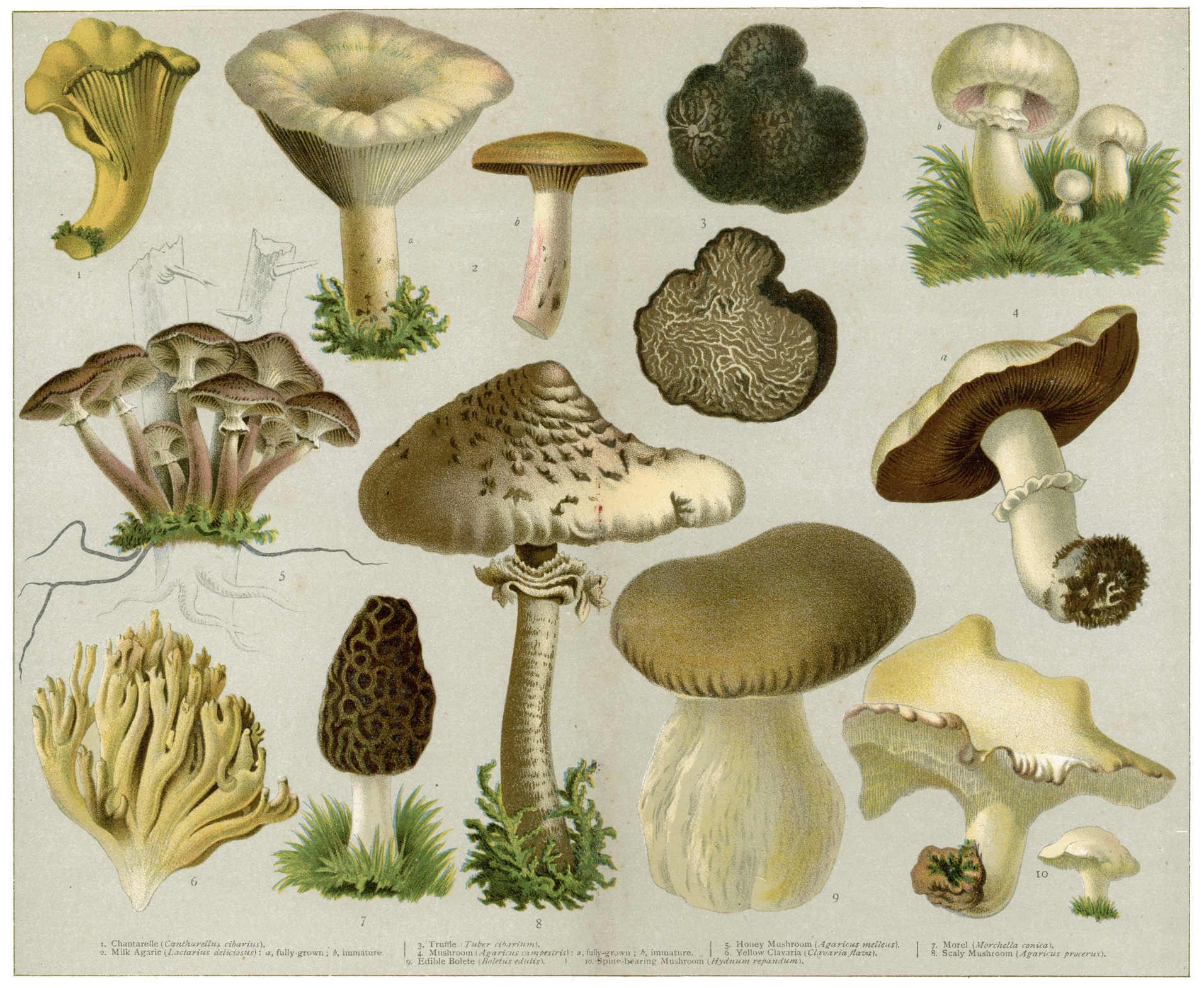 Funghi commestibile - Illustrazione <br> Fungo commestibile, Tartufo - Fungo, Verdura, Fungo porcino, Spugnola